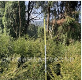 树友苗木 3年 南方红豆杉苗2-3公分 红豆杉树苗图2