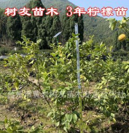 【树友苗木】3-4年柠檬嫁接移栽苗 尤力克柠檬苗 嫁接柠檬苗