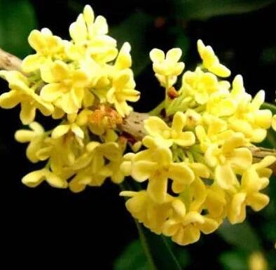 城市“香化”树种的首选——桂花