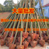 截杆香樟 绿化香樟 常青常绿乔木 气味芬芳 耐旱耐寒适合河南地区