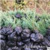 绿化苗木铺地柏 沙地柏 规格齐全沙地柏沙漠种植耐寒耐旱成活好