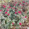 绿化工程苗红帽月季苗 规格齐全 丰花月季批发 种植耐寒成活率好