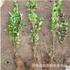 批发尖叶卫矛 卫矛球 四季常青胶东卫矛 庭院绿篱植物 成活好