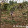 紫藤苗 多花紫藤树苗 嫁接紫藤树 攀援植物 庭院爬藤 种植成活好