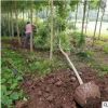 优质白蜡树白蜡5-10公分粗批发绿化工程行道树产地
