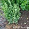 灌木水蜡苗批发 工程绿化苗木 水腊种植绿篱适应新疆气候 成活好