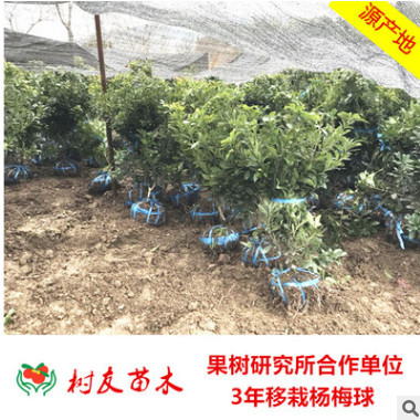 【树友】3年移栽东魁杨梅球树苗 结果杨梅树杨梅种苗 果树苗木