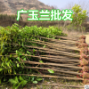 批发湖北广玉兰苗 广玉兰小树 广玉兰价格 四季常绿 生长快