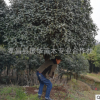 批发湖南桂花 长沙桂花价格 占地桂化 精品桂花销售 冠幅饱满