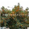 批发河南桂花 嫣陵桂花价格 潢川桂花树苗 适合北方地区常绿乔木
