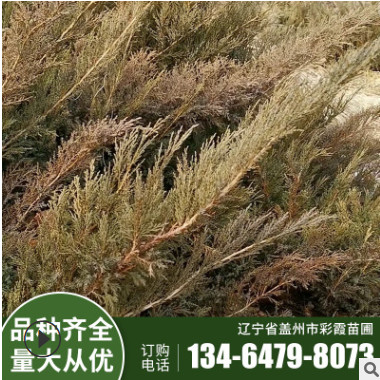 沙地柏 彩霞厂家批发绿化苗 规格齐全 工程绿化 地被植物