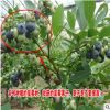组培蓝莓大苗 适合在北方生长的蓝莓苗 基地组培苗 批发 零售。