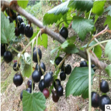 当年结果黑加仑树苗每棵3元 树葡萄做盆景用的葡萄树黑珍珠果实。