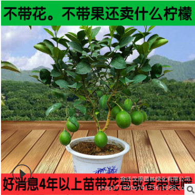 柠檬树果树苗香水柠檬绿植盆栽植物四季开花结果尤力克柠檬果树苗