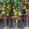 果园供应各种桔橘子树苗盆栽地栽庭院四季种植当年结果量大优惠