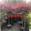 美国红枫树苗庭院绿化风景树日本红枫绿化苗木工程用苗规格齐全