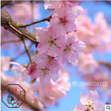 【福建世外樱园】大渔樱 耐热樱花树公园景区花木