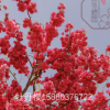 【福建世外樱园】 台湾牡丹樱八重樱 广东至江苏可适应的樱花苗木