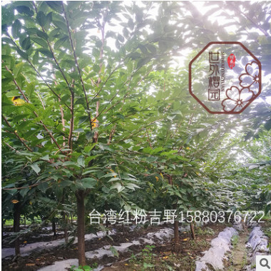 【福建世外樱园】红粉吉野 台湾染井吉野 广东福建耐热樱花苗木