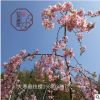 【福建世外樱园】大寒垂枝樱耐热垂枝樱广东至山东可适应樱花苗木