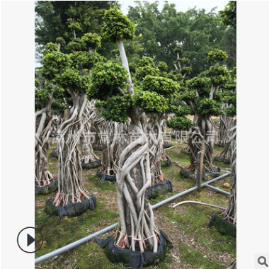 工程别墅花园造型小叶榕 抱石根小叶榕 精品造型榕树 榕树盆景