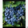 批发蓝莓苗三年组培苗蓝丰莱克西薄雾基地批南方北方种植