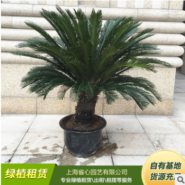 铁树盆景 铁树小苗 盆景绿植 净化空气 铁树盆栽 四季常青植物