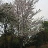 染井吉野樱花15一18公分