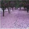 基地批发樱花树苗 庭院园林工程绿化规格齐全 南北方种植樱花树苗