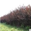 基地供应 紫叶李 乔木风景树6公分紫叶李 绿化苗木红叶紫叶李树苗