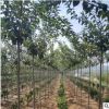 基地直销樱花树苗直杆露地风景树园林植物 红色樱花树苗