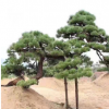 山东松树基地常年出售造型景松迎客松松树 多种造型可选量大从优