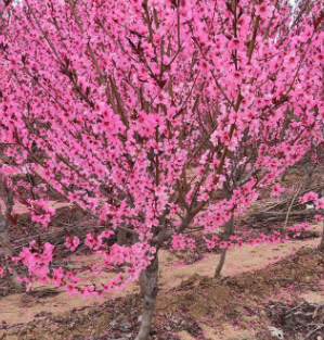 基地直发 樱花树 当年开化樱花树风景树园林树盆载樱花树