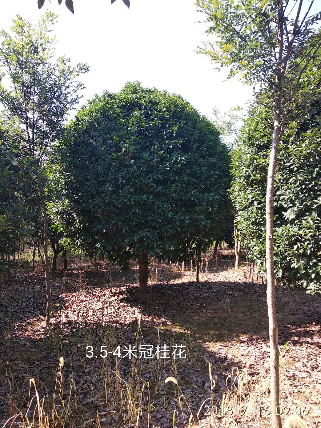 桂花3-4-5米冠幅