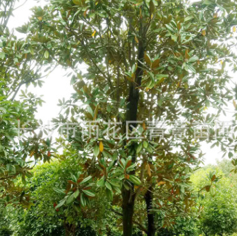 广玉兰 庭院植物玉兰苗 广玉兰苗 庭院花卉苗木玉兰树苗别墅