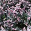 湖南红继木植被庭院红花继木扦插行道园林工程绿化绿篱地被批发