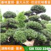 基地直供造型蚊母园林绿化造型蚊母树桩别墅常绿景观蚊母树