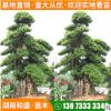 造型金森女贞批发工程绿化金森女贞造型女贞别墅景观金森女贞树桩