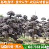 现货供应红继木桩景别墅绿化造型红花继木树行道园林庭荫红桎木树