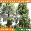 批发丛生香樟移植全冠香樟道路绿化风景树四季常绿树桩冠幅规格全