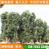 供应湖南丛生香樟树园林景观多杆香樟庭院常青大香樟工程绿化树桩