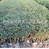 基地批发鸢尾 水生植物鸢尾 德国鸢尾 量大从优
