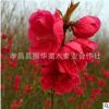 湖北碧桃苗 碧桃树 紫叶碧桃 碧桃树 花色艳丽 花期长 生长快