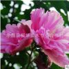 出售木槿 木槿小苗 木槿花树 木槿花苗 木槿树苗 价格优惠