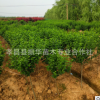 批发绿化苗木 木槿苗 丛生木槿 木槿花苗 庭院工程绿化规格齐全