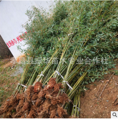 基地批发竹子 刚竹 四季竹 品种全 工程 庭院绿化 量大价优