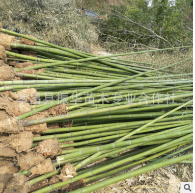 苗木基地 供应竹子 批发出售绿色植物小苗工程苗净化空气量大优惠