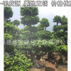 小叶榕盆景 金钱榕盆栽 漳州基地直供 量大从优