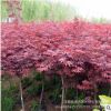 日本红枫 三季红 彩叶苗木 园林新品 绿化工程 规格齐全 量大优惠
