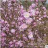 苗圃直销 粉花麦李 绿化苗木 花色鲜艳 园林观花植物 量大优惠